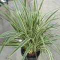Phormium tenax variegatum - plante vivace exotique de plein soleil 0.5m